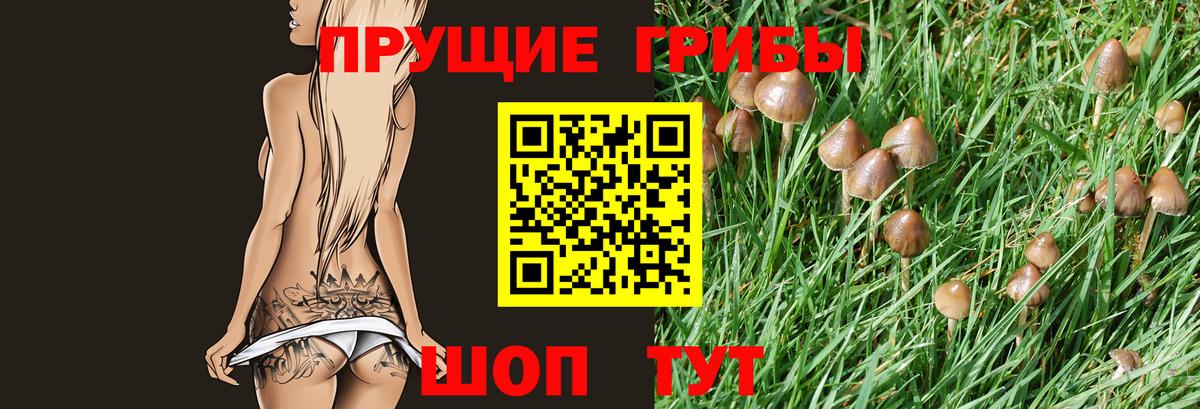 Галлюциногенные грибы Psilocybe Санкт-Петербург